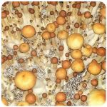 Псилоцибиновые (галлюциногенные)  грибы Psilocybin "Golden Teacher" в Светлограде