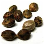 Семена марихуаны АК-47  (Seeds AK-47) в Светлограде